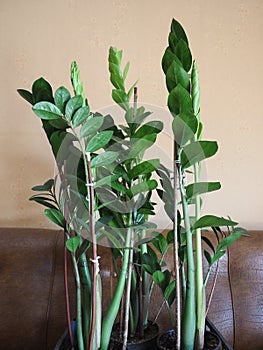Green zamia plant