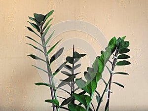 Green zamia plant