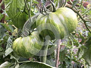 Green zebra tomatoes in a greenhouse