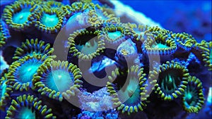 Green Zoanthid coral