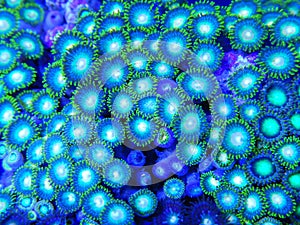 Green Zoanthid Soft Coral Colony Growing in Tight Group