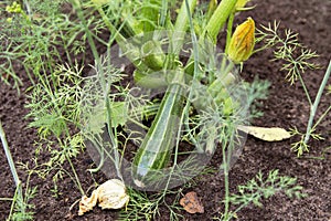 Green zucchini, courgette plant growing outdoors in soil in garden close up. Organic gardening, farming