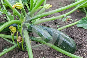 Green zucchini growing in garden