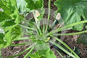 Green Zucchini Plant Cultivated on Bio Garden Portrait