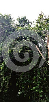 A Greenaries In The Forest