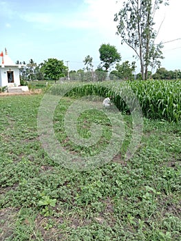 The greenary location of village. photo