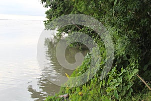 Greenary in the side of a river photo