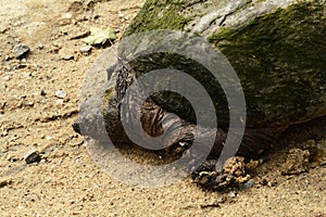 Greenback Snapping Turtle Set photo