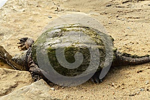 Greenback Snapping Turtle Set photo