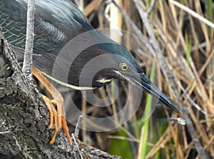 Greenbacked Heron catches a dragonfly snack