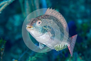 Greenblotch parrotfish Bahamas coral reef