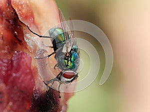 Greenbottle blowfly feeding on rotting meat.