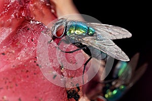 Greenbottle blowfly feeding on rotting meat.