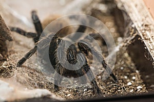 Greenbottle blue tarantula