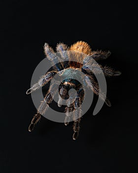 Greenbottle blue tarantula on black background. Chromatopelma cyaneopubescens isolated on black. Spider studio shot