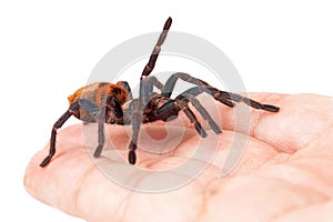 Greenbottle Blue Tarantula Spider in Hand