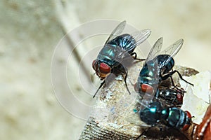 Greenbottle fly,  Chrysomya megacephala Chrysomyia spp, House flies