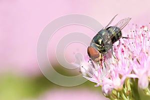 Greenbottle fly