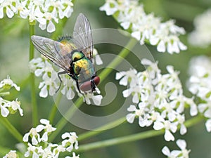 Greenbottle Fly on Cow Parsley