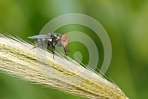 Greenbottle fly