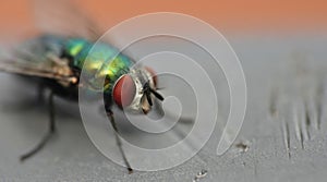 Greenbottle fly