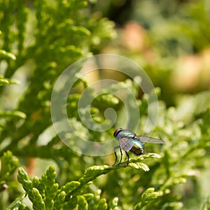 Greenbottle fly, Lucilia caesar