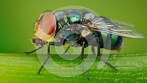 Greenbottle fly
