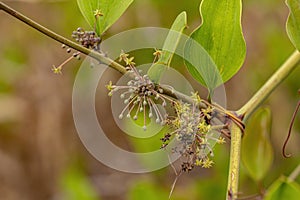 Greenbrier Angiosperm Plant