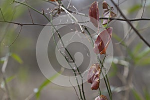 Greenbrier or Smilax plant with copy space