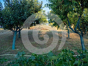 greenc copper on organic fruit trees in the farm in Piacenza Italy