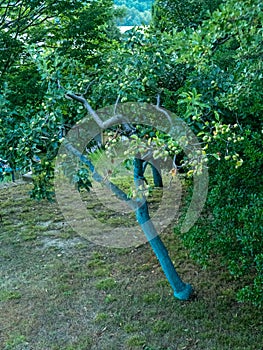 greenc copper on organic fruit trees in the farm in Piacenza Italy