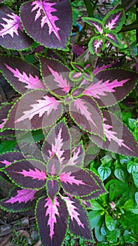 Greend and purple leaf