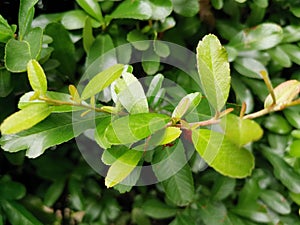 Greener, leaves, summer, leaf, green photo