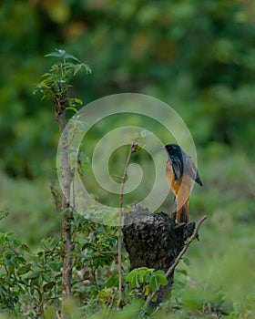 The greener the setting, the more is the relief. . In frame : Hodgson& Redstart . . A : 6.3 E : 1/100 ISO : 800 . Follow for more