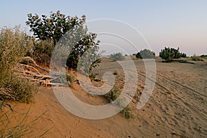 Greeneries of Thar desert,  Rajasthan, India