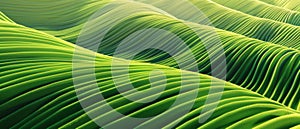 Greenery abstract background with eco waves lines, view from above, 3d style