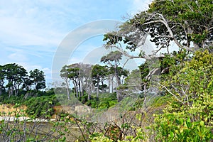 Greenery All Around - Trees, Shrubs, and Forest - Green Earth - Abstract Natural Environment Background