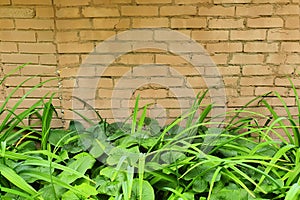 Greenery along the path and on the background of a brick wall