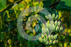 Greenery background nature plant and leaf (Banana