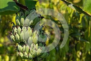 Greenery background nature plant and leaf (Banana
