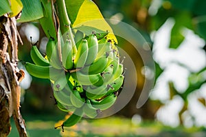 Greenery background nature plant and leaf (Banana