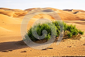 Greenery among clean sand dunes with blue sky from LIWA desert, Abu Dhabi