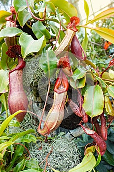 Greenery, close up shot on Nepenthes or carnivorous plants with green leaves