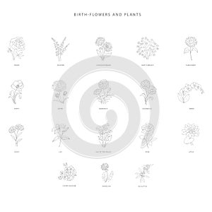 Greenery design elements. Botanical logos.