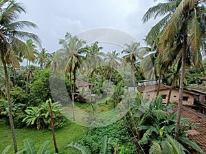 Greenery everywhere is the beauty of Goa during the monsoons