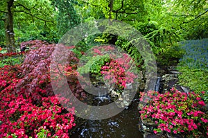 Greenery Garden filled with colourful flower