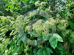 Greenery in Hickson, Ontario photo