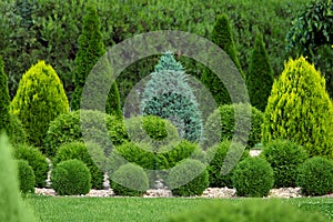 Greenery landscaping of a backyard garden with evergreen thuja.