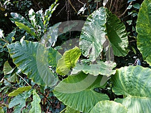 Greenery leaves of Alocasia Odora or Elefant Ear, partially in