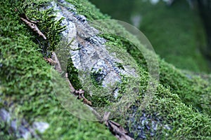 Greenery moss or lichen in deep green colours. Selected focus, background and texture photo.